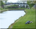 SO9691 : Grey heron along the Netherton Tunnel Branch Canal by Mat Fascione