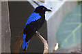 Asian Fairy-bluebird (Irena puella) at Chester Zoo