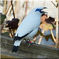 Bali Starling (Leucopsar rothschildi) at Chester Zoo