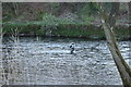 Angler in the Nith