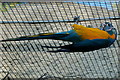 Blue-throated Macaw (Ara glaucogularis) at Chester Zoo