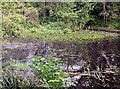 More southerly of two ponds in Ponds Wood