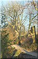 SE0754 : Dales Way in Wandsworth Wood by Derek Harper