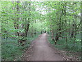 Bridleway in Bell Wood