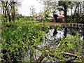 Silverdale Primary School pond, Hollington