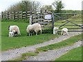 Lambs with their mothers