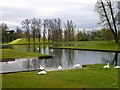 Boughton House - Swans on Dead Reach and Broadwater Lake