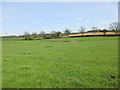 Grassland near Thatcham Ponds Farm