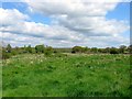 Wood Barn Field (1)