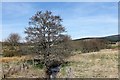 Trees by the Burn