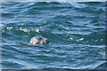 SC2484 : Seal at Peel by Stephen McKay