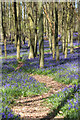 Bluebells in Dockey Woods, Hertfordshire