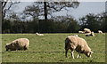 Sheep in the Fields near Bluebells in Dockey Woods, Hertfordshire