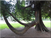 J1486 : Tree with bending bough, Antrim Castle Gardens by Kenneth  Allen