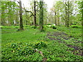 Wooded area, Antrim Castle Gardens