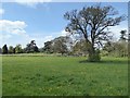 Trees at Tortworth