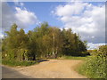 Copse on Brookend