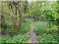 Bluebells in Hoe Wood, Woods Mill Nature Reserve