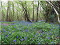 Bluebells in Hoe Wood, Woods Mill Nature Reserve