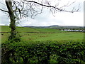 Tree, Farrest / Knockmoyle