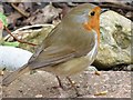 Having  a  break  from  gardening. Robin  Erithacus  rubecula