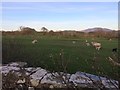 Sheep at Papcastle