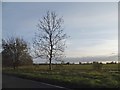 Field by the B1057, Steeple Bumpstead