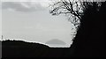 The treeline of Lagganhooly Wood towards Ailsa Craig