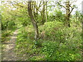 Footpath goes westwards between Ardingly Road and Little Sheepwash Wood