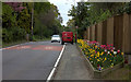 Flower beds on Buxted High St