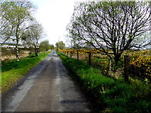 H5173 : Bushes along Crocknacor Road by Kenneth  Allen