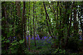 Bluebells in the wood off the B2109