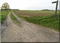 TL6527 : Path through a field, Lindsell by David Howard