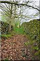 Going up Goppy Lane towards Scarcliffe Farm