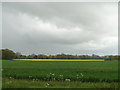 A thin sliver of oil seed rape on the horizon