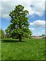 Tree near Home Farm