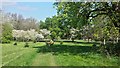 Cherry Circle, Harris Garden, Whiteknights Park, University of Reading