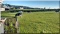 Cow field at the back of the Ridgeway Inn at Smallridge