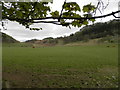 Grazing cattle at Cultybraggan