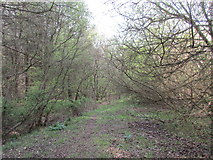 SP6439 : Path in Whitfield Wood by Jonathan Thacker