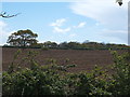 Field off Station Road, Thorpe-le-Soken