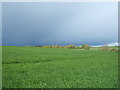 Crop field, Great Oakley