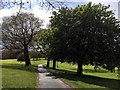 Tree-lined path in Graves Park