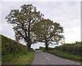 Trees east of Solomon