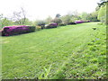 Colourful hedges at Wickenden Manor