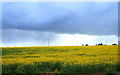 Oilseed rape crop towards Primrose Hall