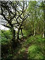 Trees on a woodland edge