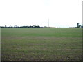 Crop field west of Swan Road