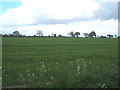 Crop field off Tendring Road