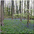 SK4948 : Bluebells in wood by David Lally